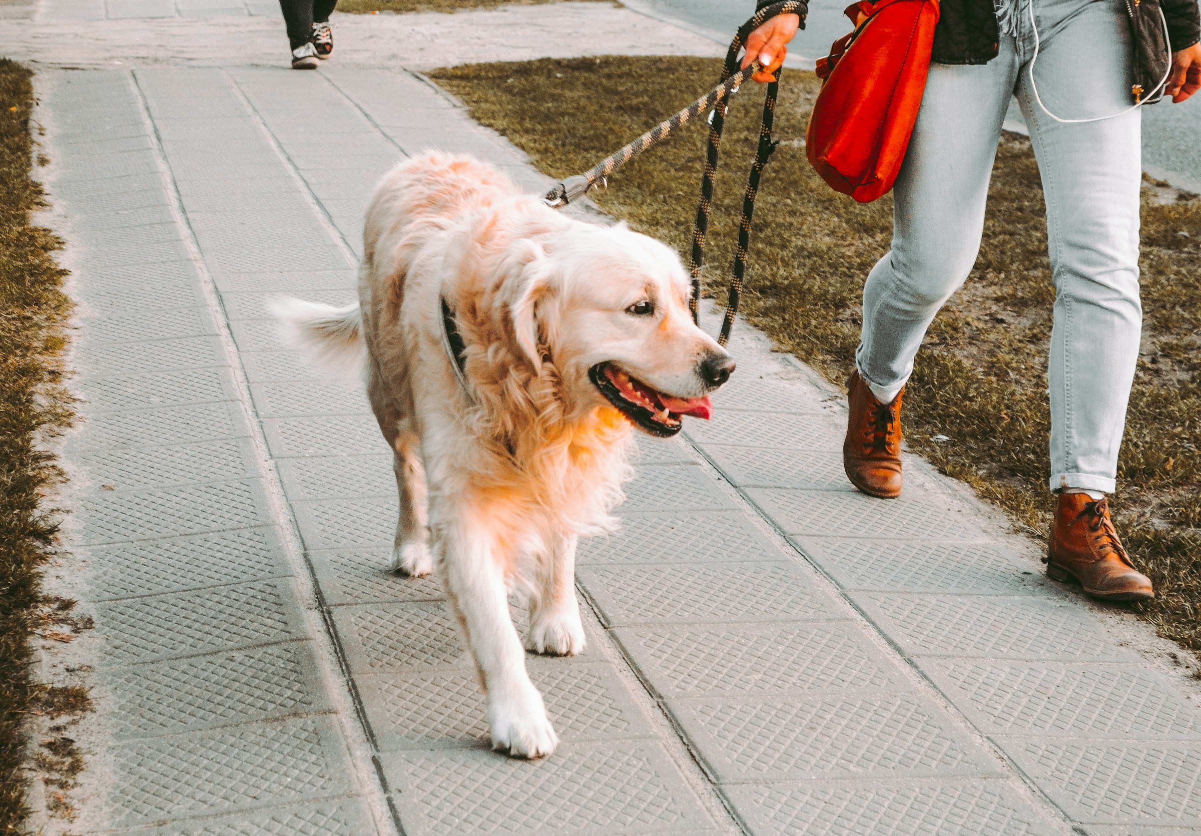 10 Ways to Improve Your Dog's Daily Wellbeing