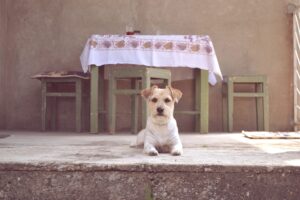 Dogs Don't Beg at the Table Simply Because They Want Food - What Their Behavior Really Says About Human Attention