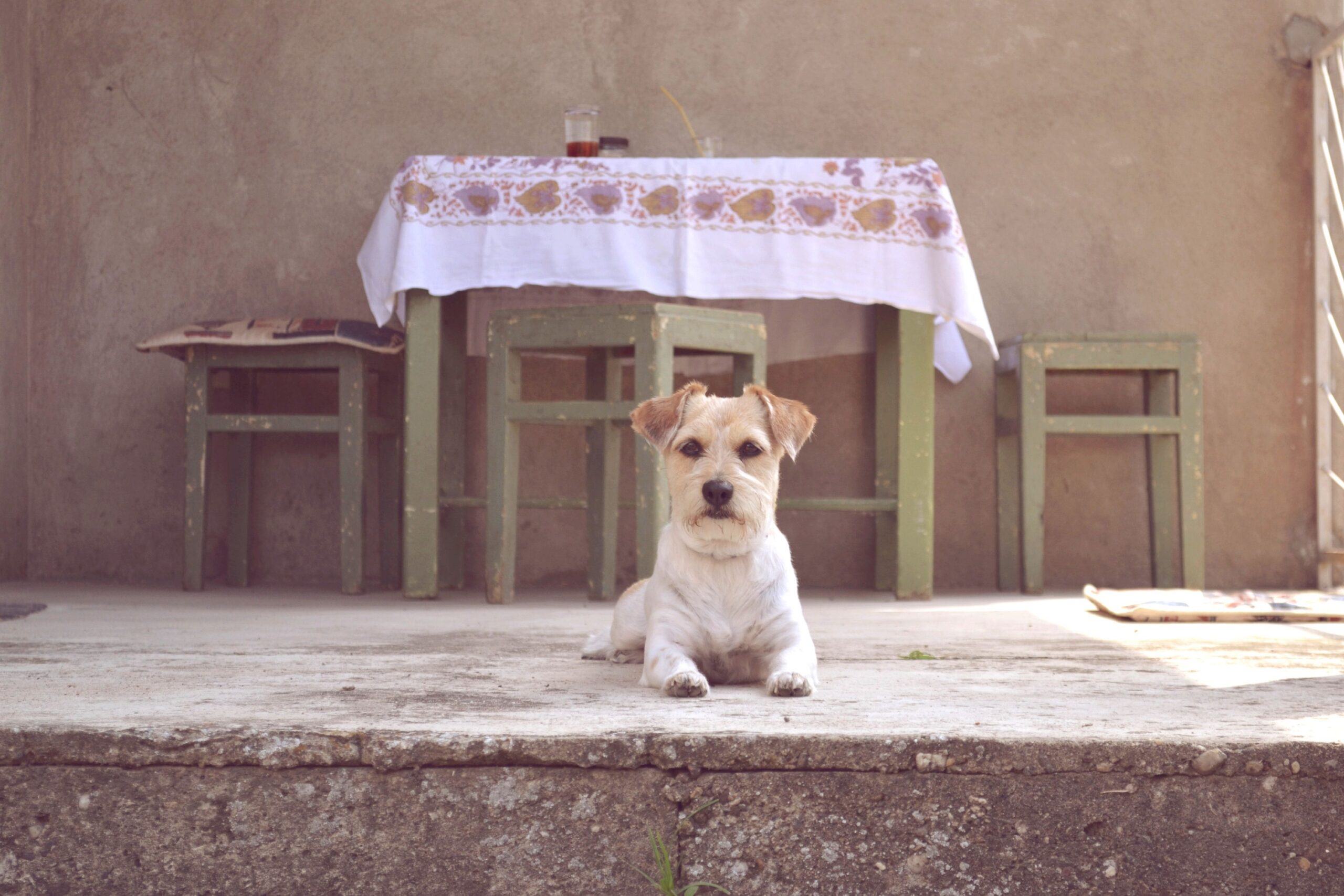 Dogs Don't Beg at the Table Simply Because They Want Food - What Their Behavior Really Says About Human Attention