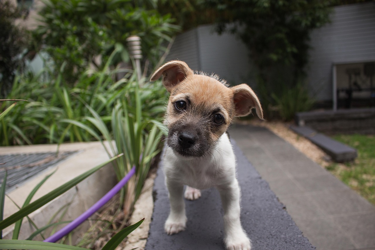 Dogs Who Tilt Their Head When You Speak Aren't Performing Cuteness - What Science Thinks Is Really Going On