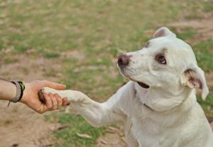 Why Your Dog Acts Guilty Before You've Said a Word