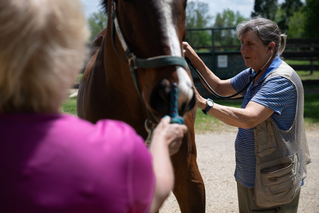 12 Hidden Expenses Every First-Time Horse Owner Should Budget For