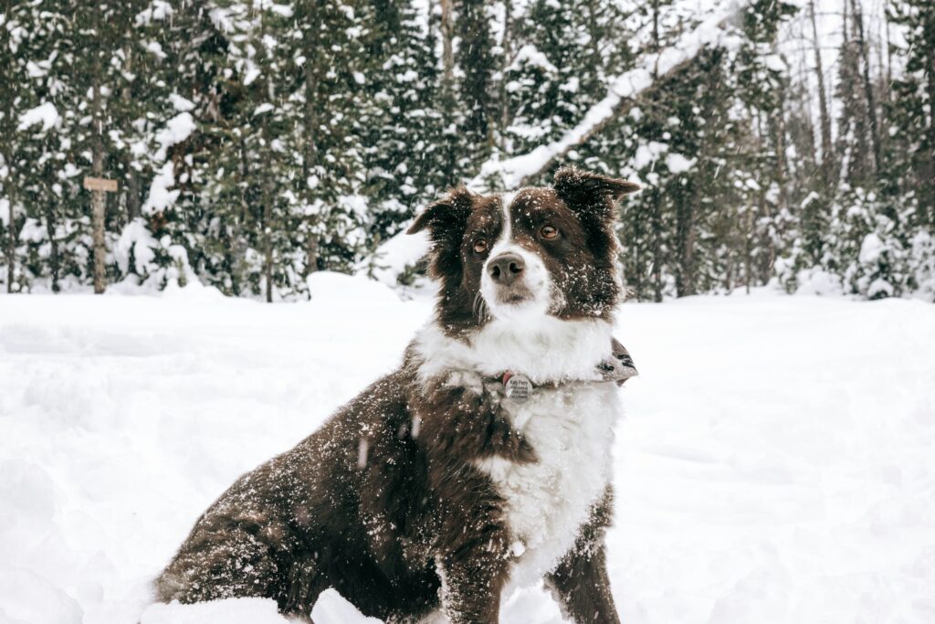 10 Dog Breeds That Bond Easily With Zodiac Earth Signs