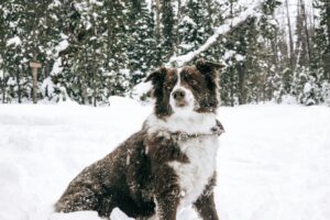 10 Dog Breeds That Bond Easily With Zodiac Earth Signs