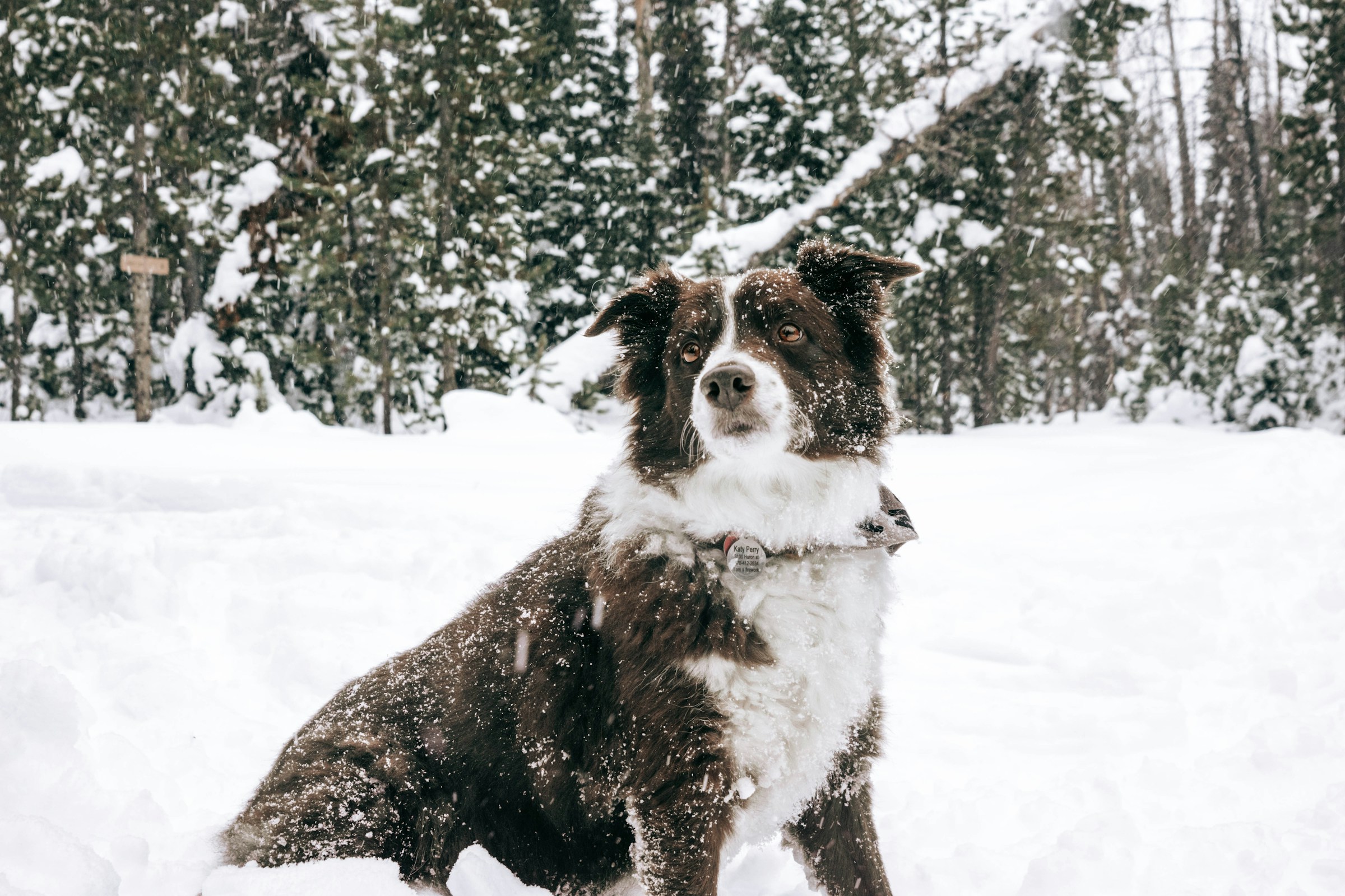 10 Dog Breeds That Bond Easily With Zodiac Earth Signs