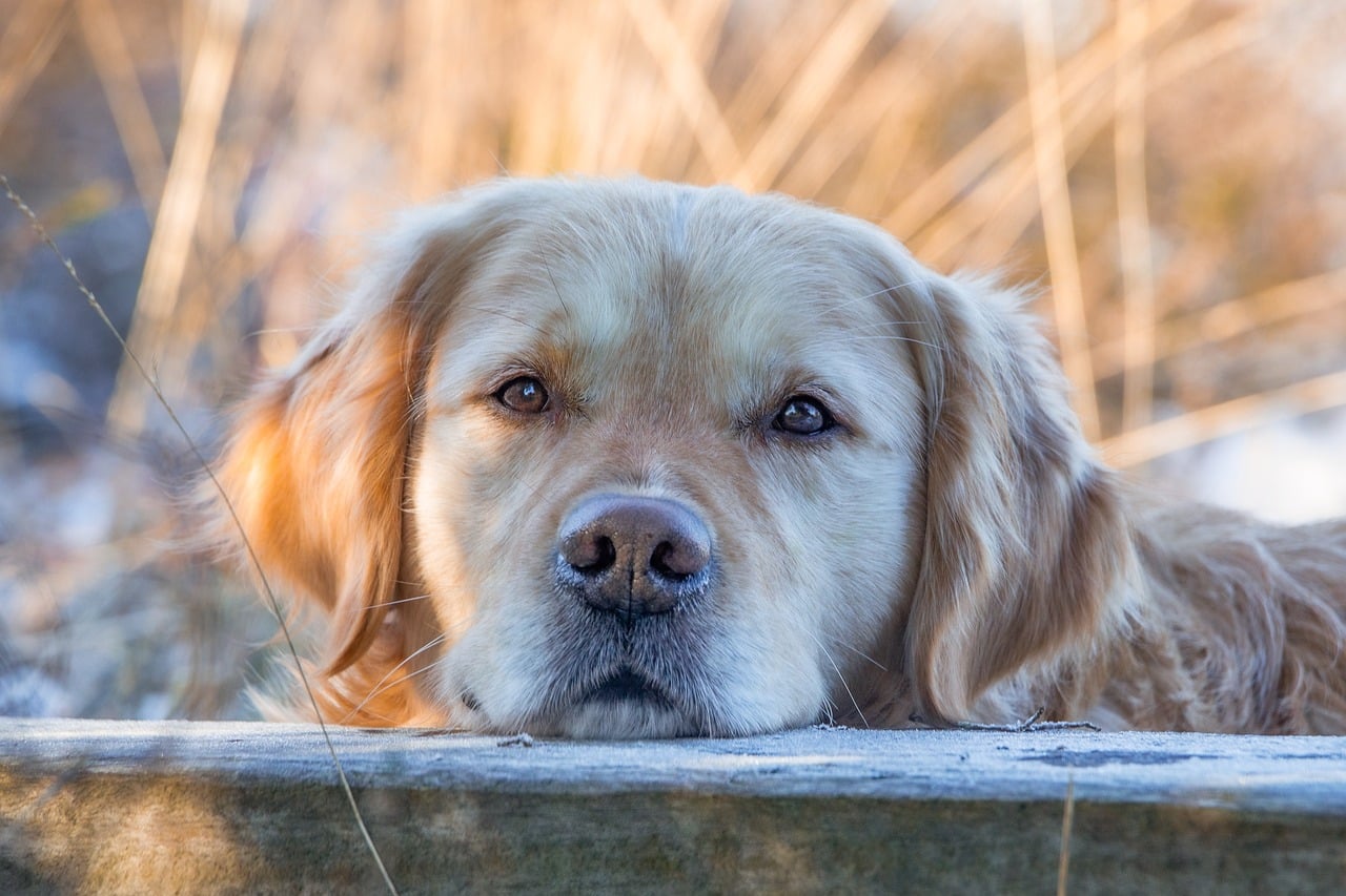 Why Dogs Slow-Blink or Half-Close Their Eyes Around People They're Comfortable With
