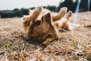 13 Things Dogs Do the Morning the Grandchildren Go Back to School