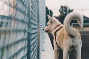 14 Quiet Signs the Family Dog Is Missing the School Holidays