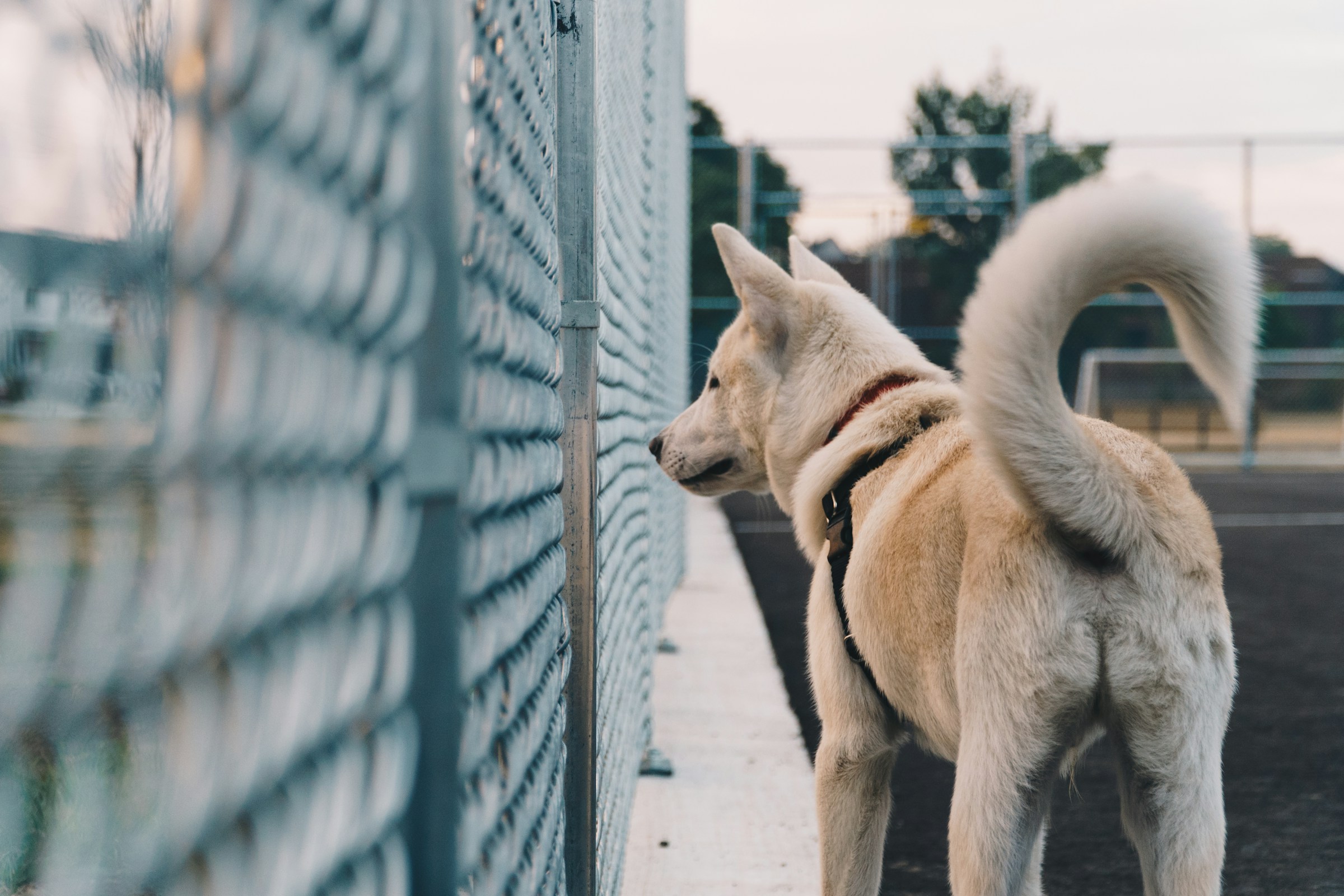 14 Quiet Signs the Family Dog Is Missing the School Holidays