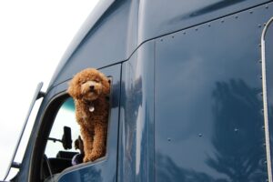 25 Things Every Family Dog Puts Up With During the Summer Holidays