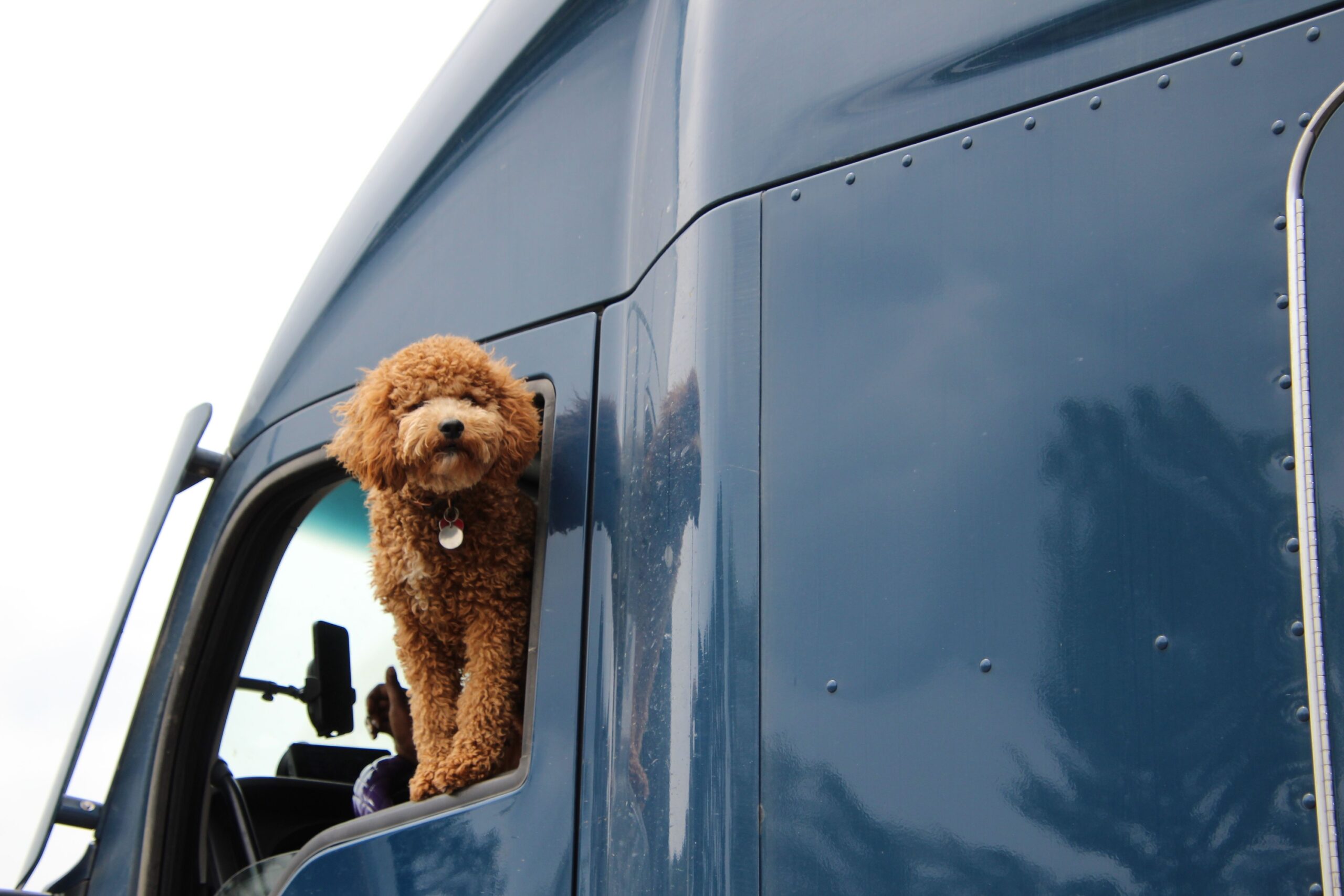 25 Things Every Family Dog Puts Up With During the Summer Holidays