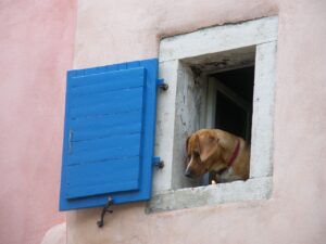 15 Things Dogs Do at 3pm That Only Happen During Term Time