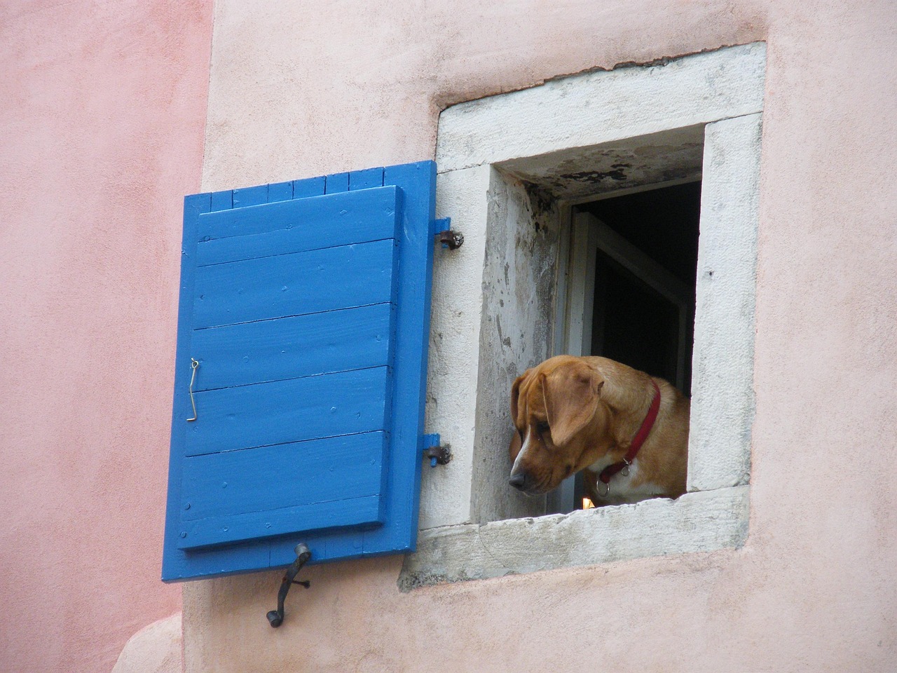 15 Things Dogs Do at 3pm That Only Happen During Term Time