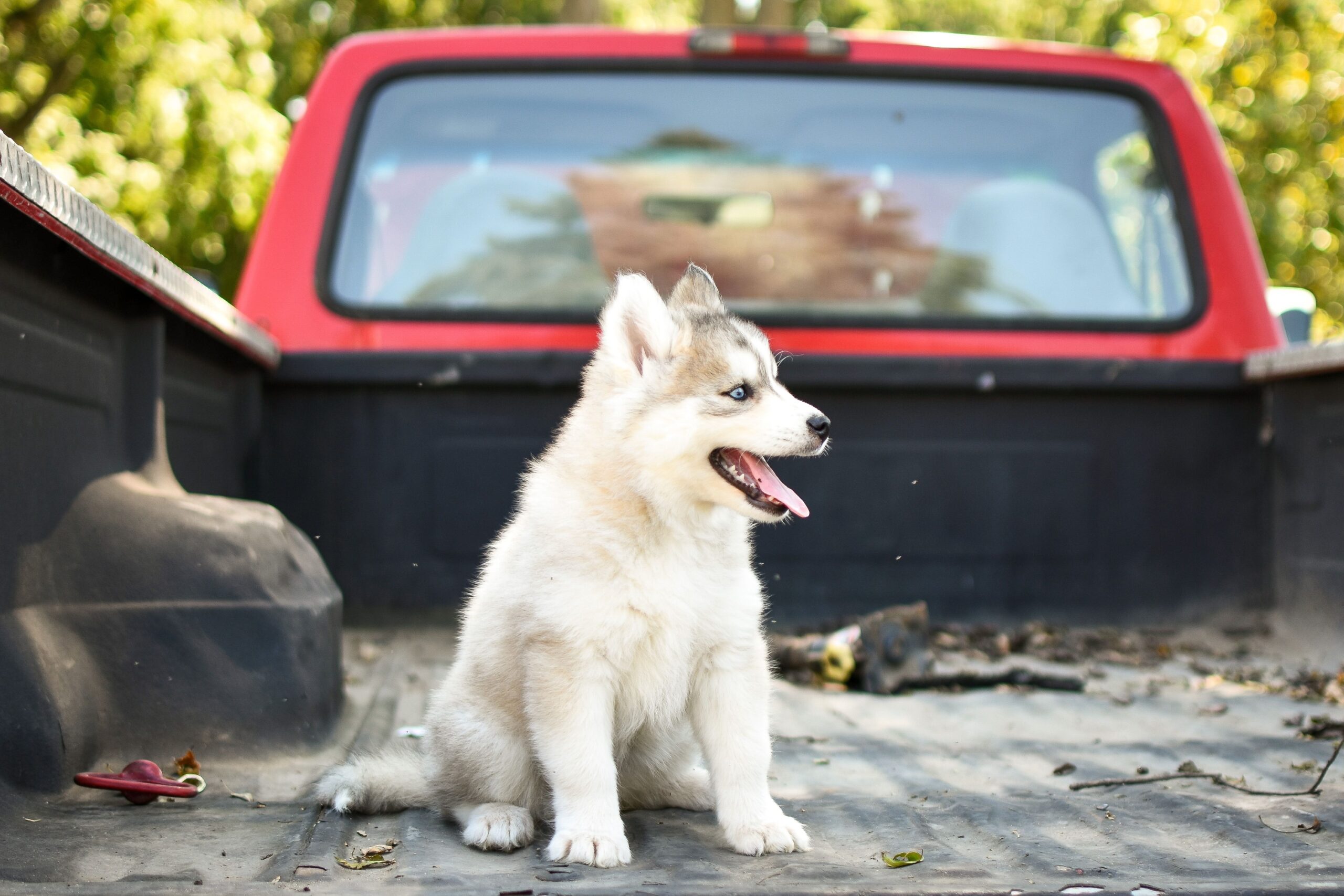 14 Things Families Let Dogs Do in the 80s That Vets Now Warn Against