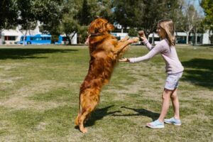 14 Warning Signs Behaviourists Say Parents Miss Between Kids and Dogs