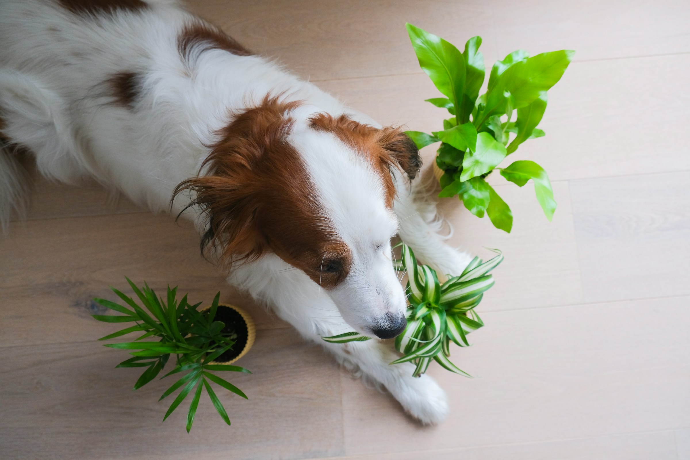 12 Household Hazards Vets Flag in Homes With Toddlers and Dogs