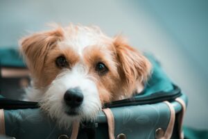 The Real Reason Your Dog Hides When You Get Out the Suitcase - It’s Learning, Not Psychic Power