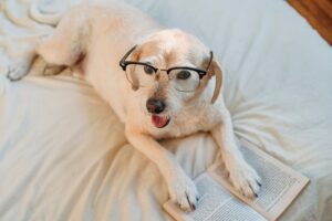 Animal Research Shows Dogs Look at the Right Side of Human Faces First - the Side That Expresses Emotion More Strongly - Using the Same Left Gaze Bias That Humans and Primates Use