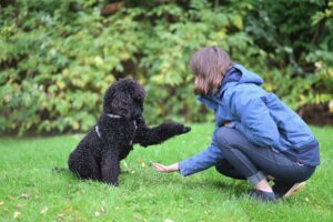 10 Sweetest Dog Breeds That Respond Well To Basic Training