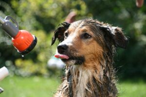 Top 5 dog cooling mistakes overheating owners keep making – revealed by experts