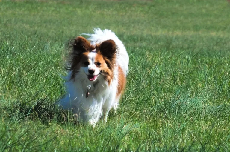 The Best Small Dog Breed For Every Zodiac Sign