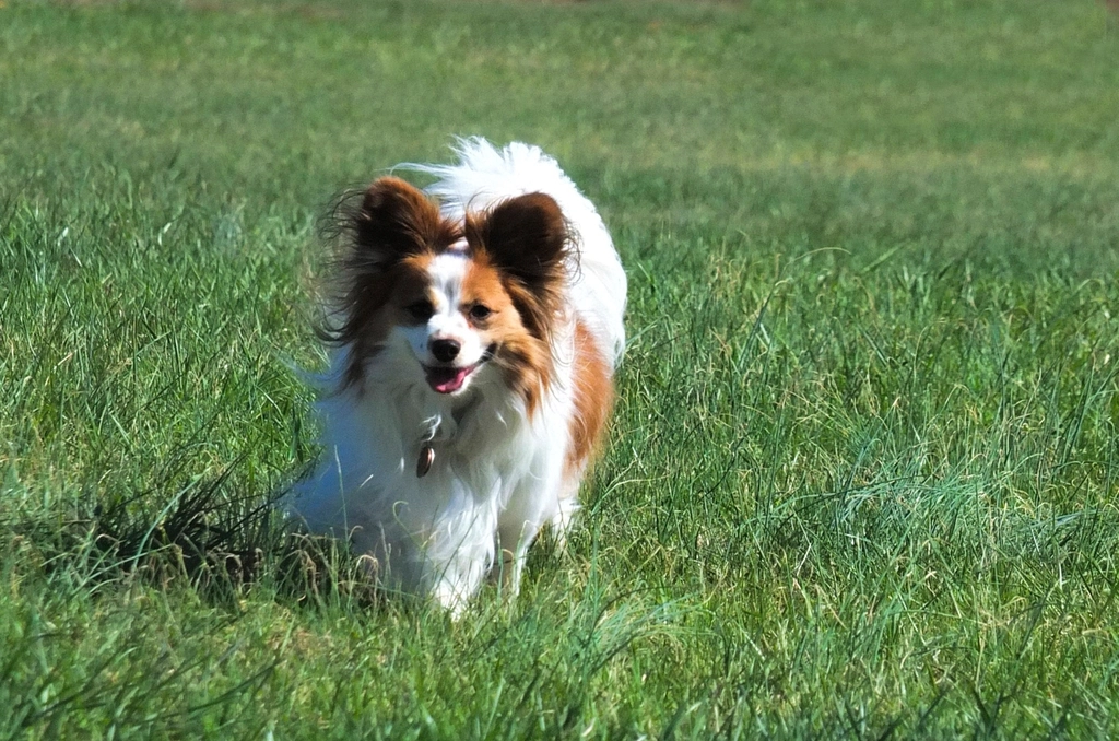 The Best Small Dog Breed For Every Zodiac Sign