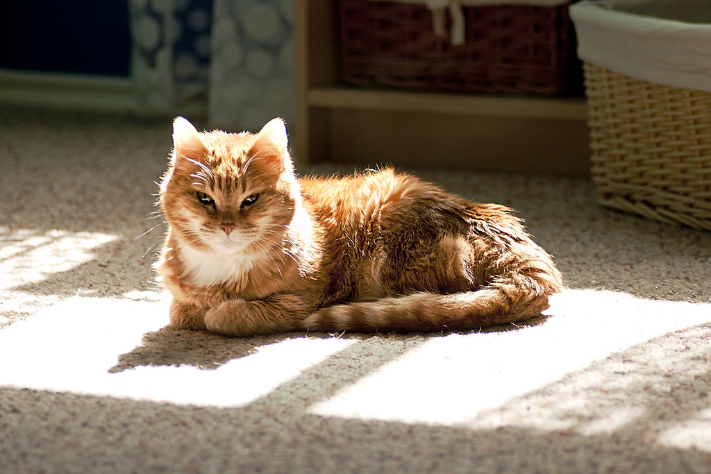 8 Cat Behaviors That May Look Rude but Are Actually About Trust or Boundaries