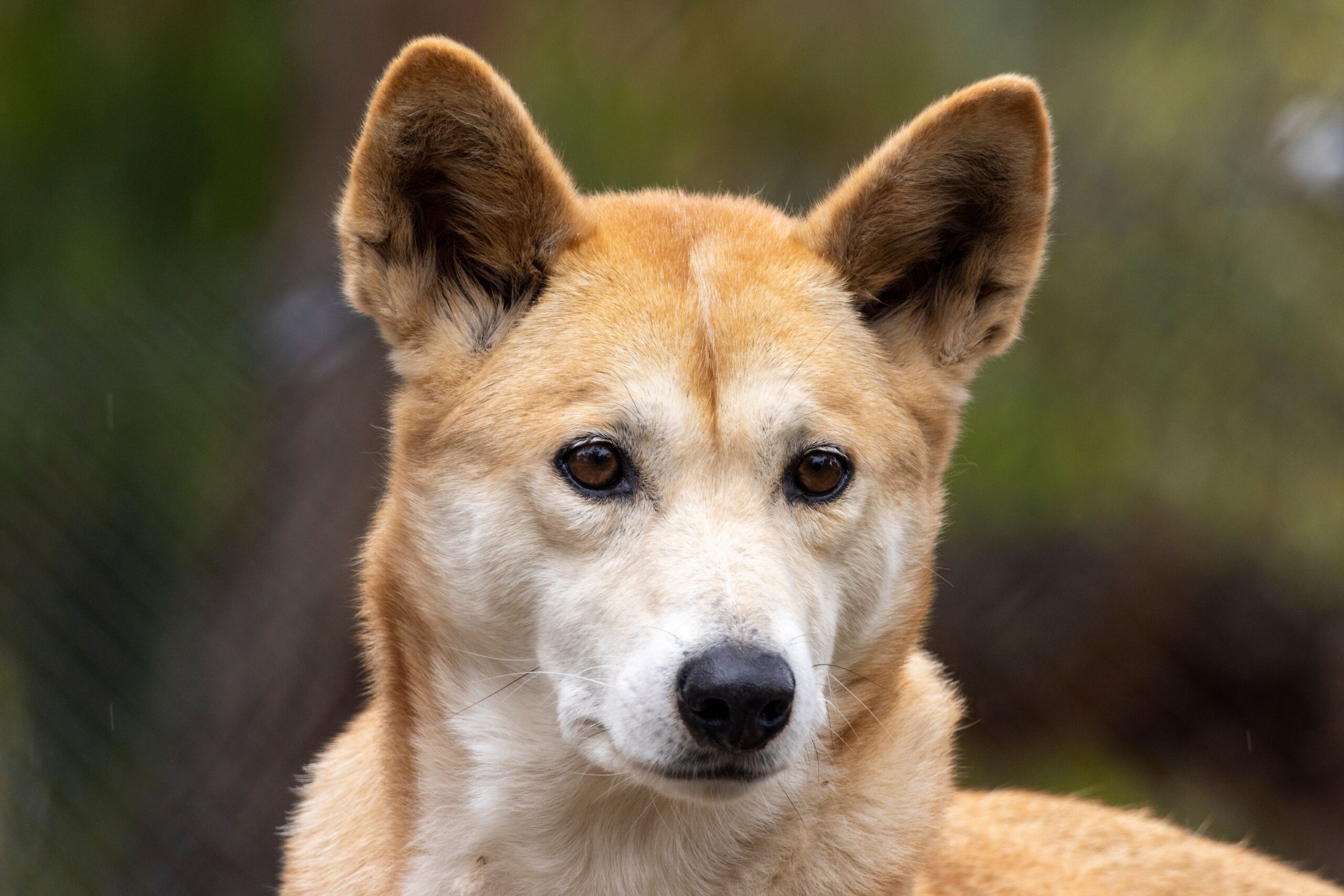 12 Incredible Facts About Dingoes That Most People Don't Know