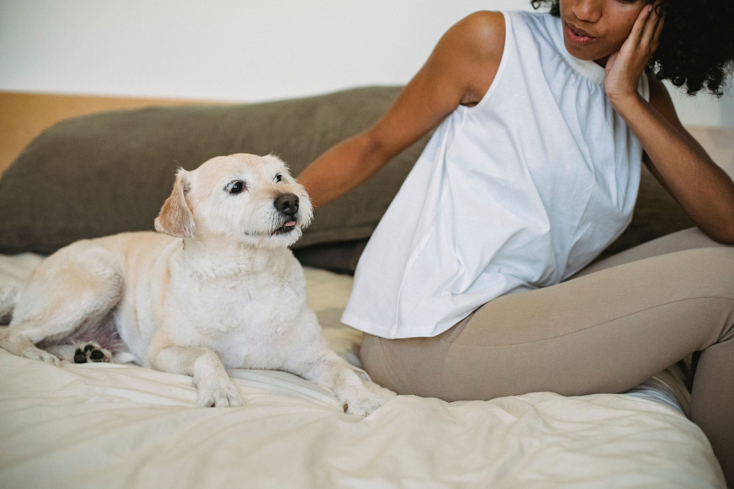 Dogs Who Steal Your Spot After You Get Up Aren’t Necessarily Being Dominant - There Are Simpler Explanations