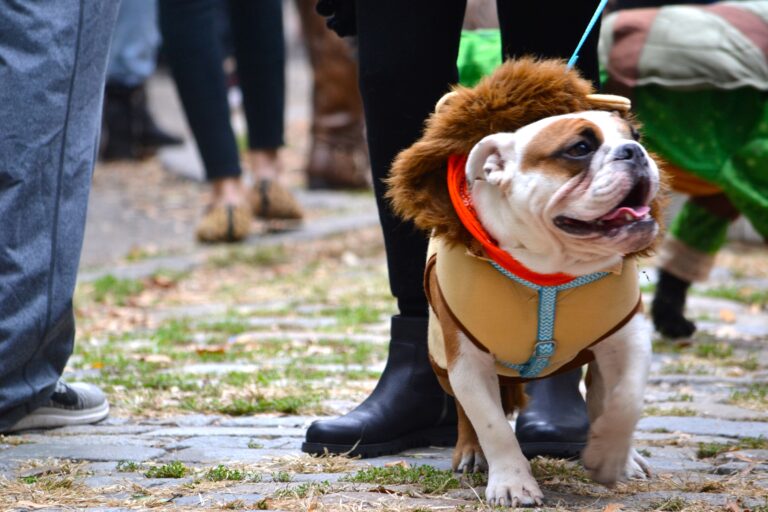 10 Things Dog Owners Do With Good Intentions That Can Actually Make Their Dogs Uncomfortable