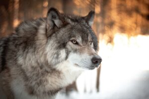 10 Mistakes That Could Make a Wolf Encounter More Dangerous