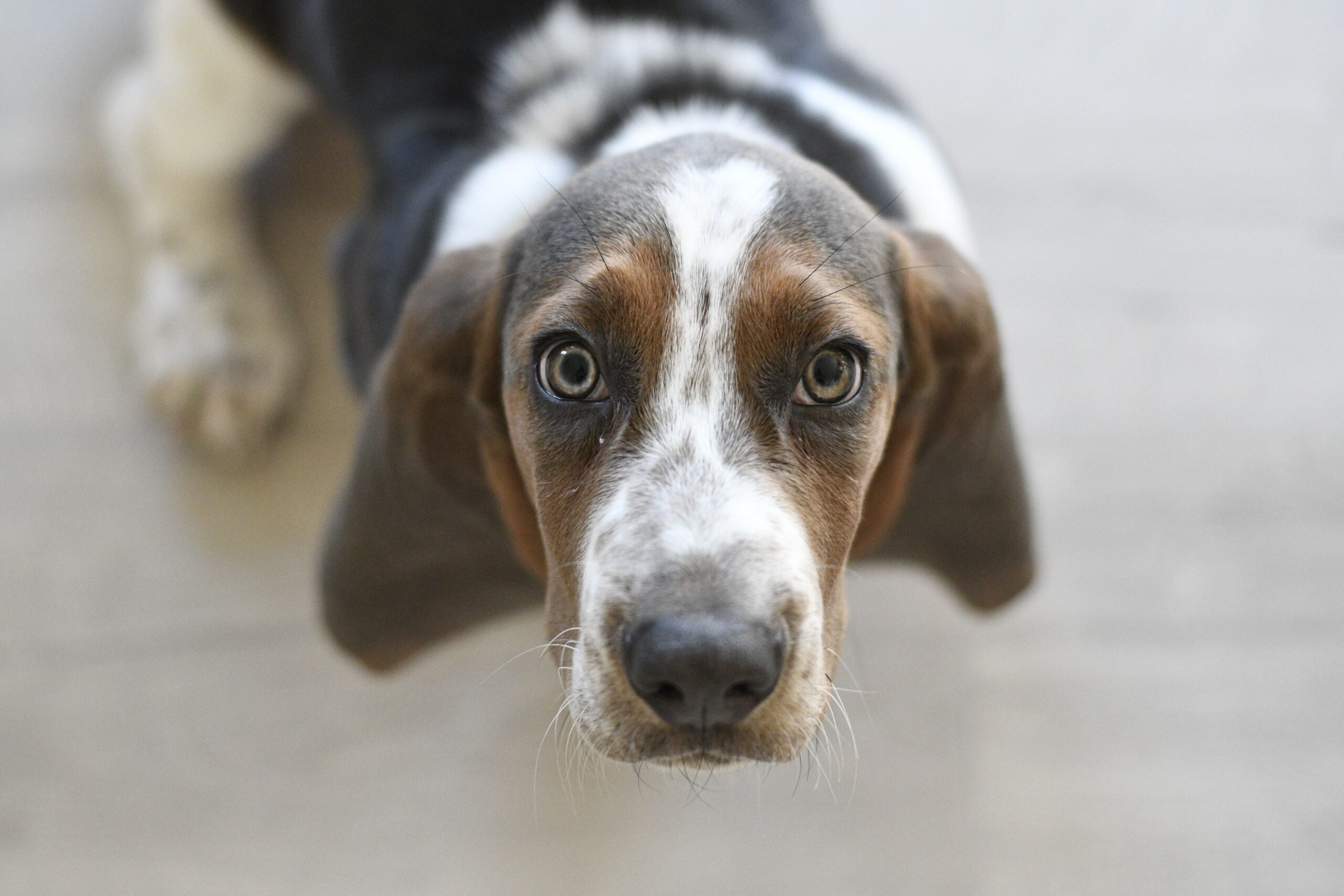 Research Suggests Dogs Use Human Eye Contact Differently From Their Wolf Relatives - And Domestication May Explain Why