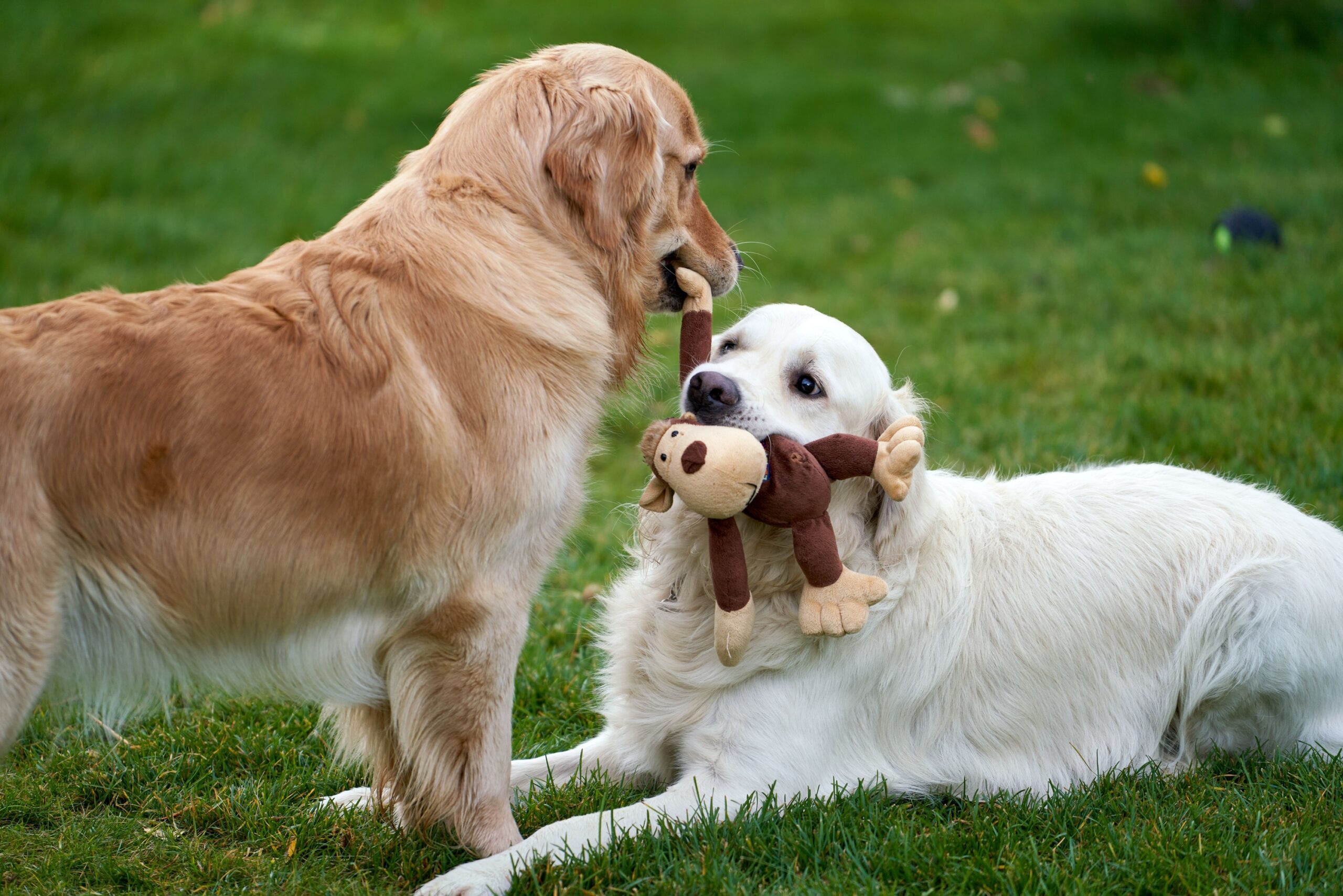 Dogs Who Bring You a Toy When You Arrive Home Aren’t Always Asking to Play - What the Behavior Can Really Mean