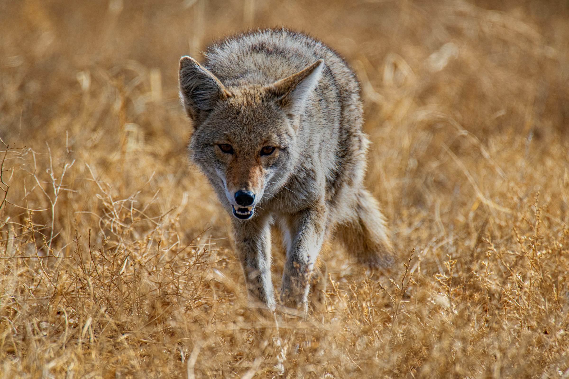 Animal Behaviorists Say Coyotes Raise Their Young as Cooperative Families Rather Than Independent Parents
