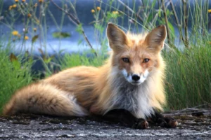 15 Remarkable Facts About Red Foxes That Explain Their Global Success