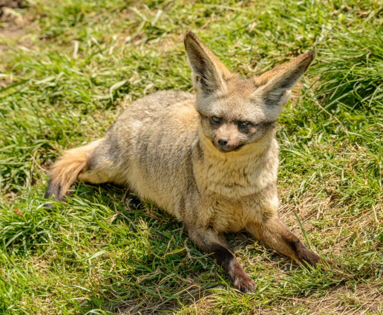 10 Wild Canines That Are Smarter Than Most People Realize