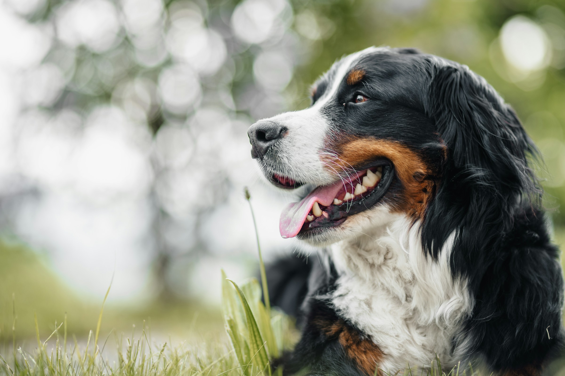 12 Dog Breeds That Can Become Surprisingly Expensive as They Grow Older