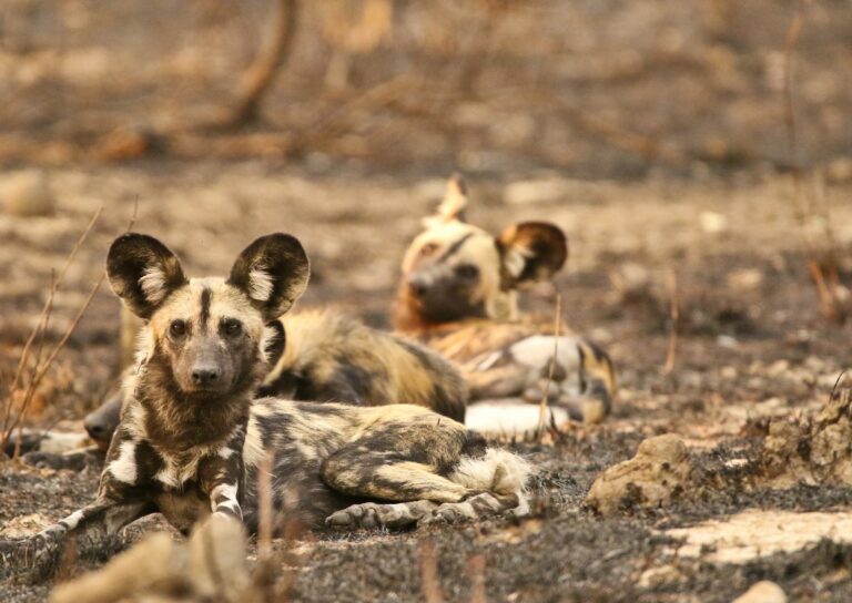 Why African Wild Dogs Are the Most Successful Hunters in Africa