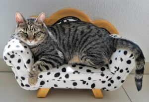 7 Reasons Cats Sleep in the Spot You Just Left