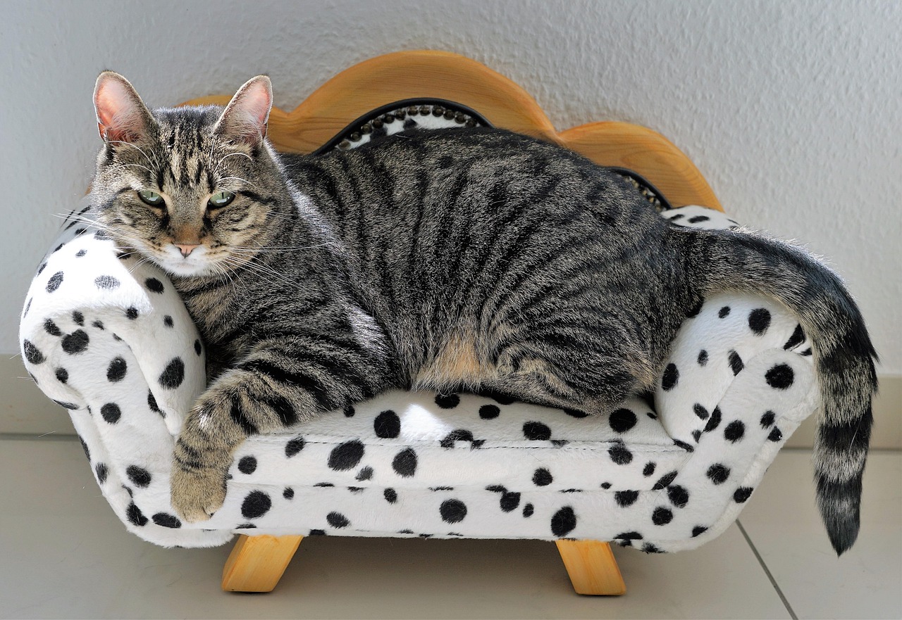 7 Reasons Cats Sleep in the Spot You Just Left