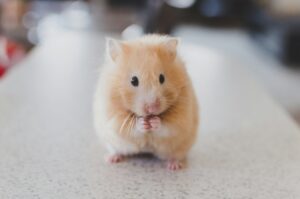 8 Things Hamsters Do When They Feel Safe