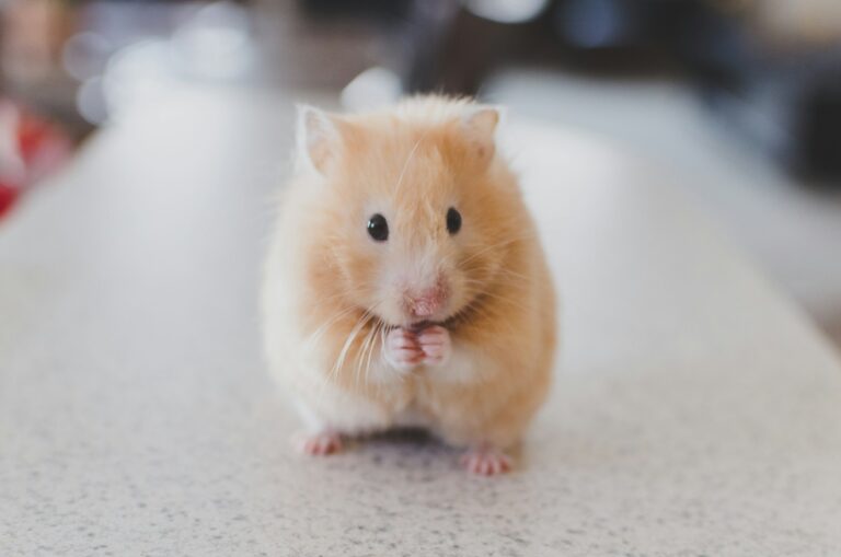 8 Things Hamsters Do When They Feel Safe
