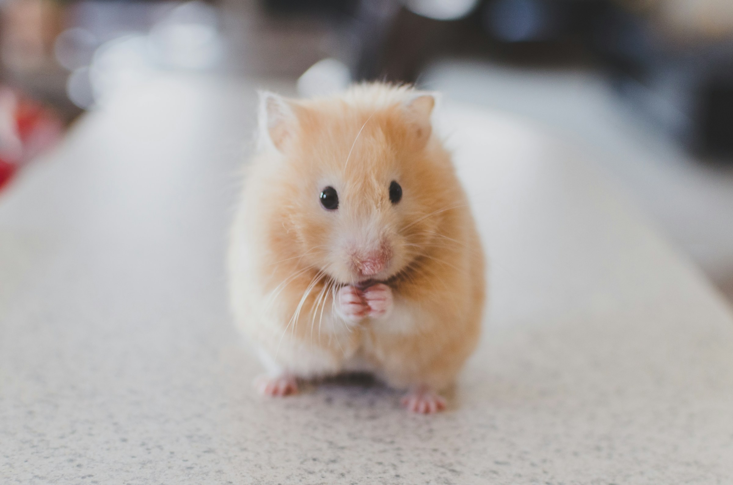 8 Things Hamsters Do When They Feel Safe