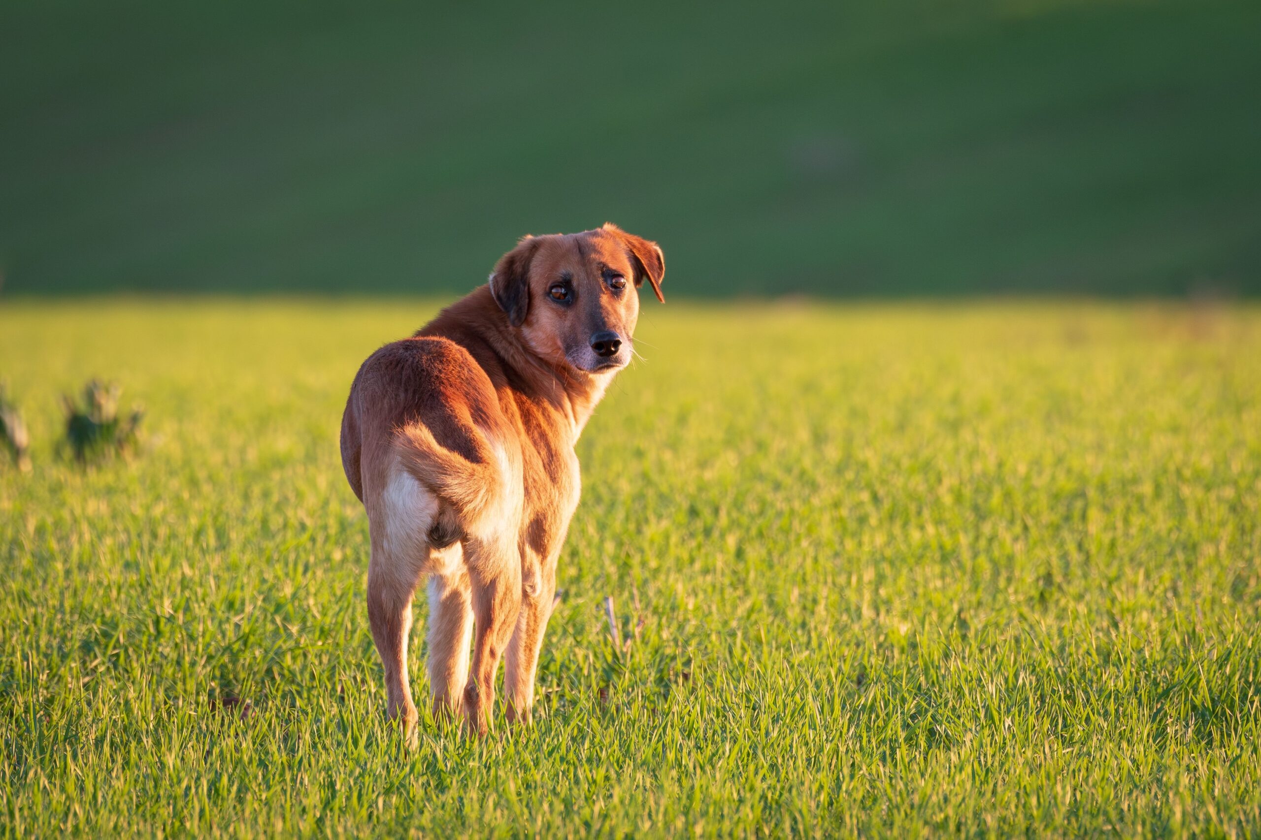 Animal Psychology Says Dogs Who Pause and Look Back During Walks Are Checking More Than Your Location