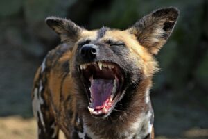 Animal Science Says African Wild Dogs Vote Before Leaving on a Hunt Through Sneezing Behavior
