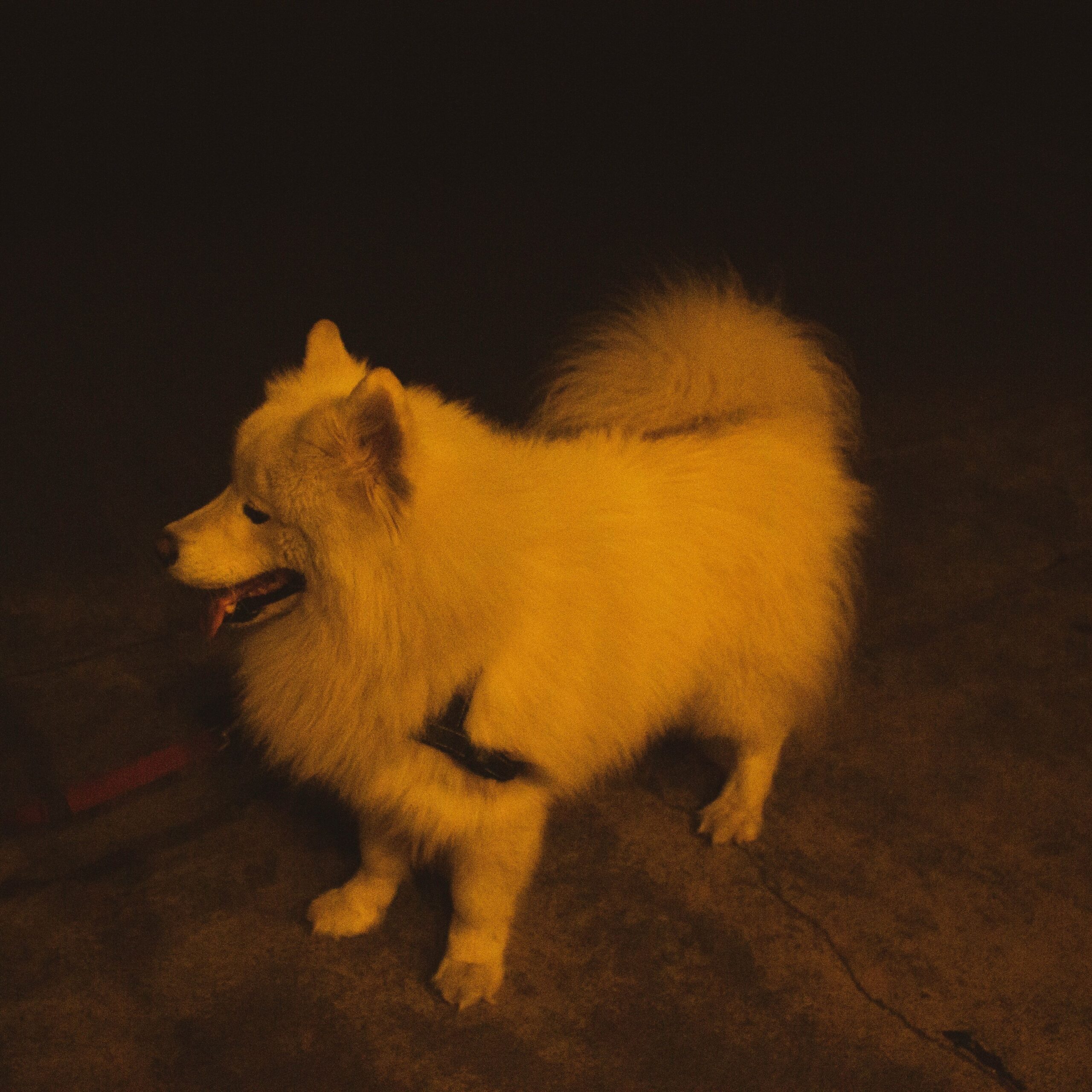 If Your Senior Dog Has Started Pacing at Night, These 6 Possible Causes Deserve Your Attention