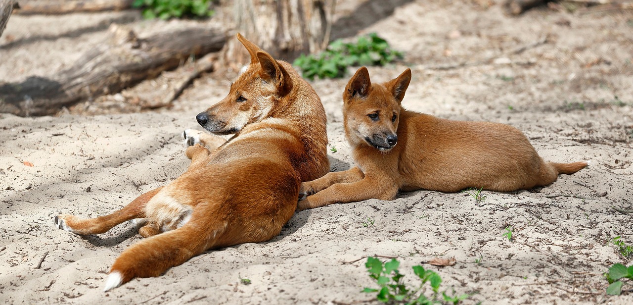 Canine Psychology Says Dingoes Form Family Bonds That Last Long After Their Pups Mature