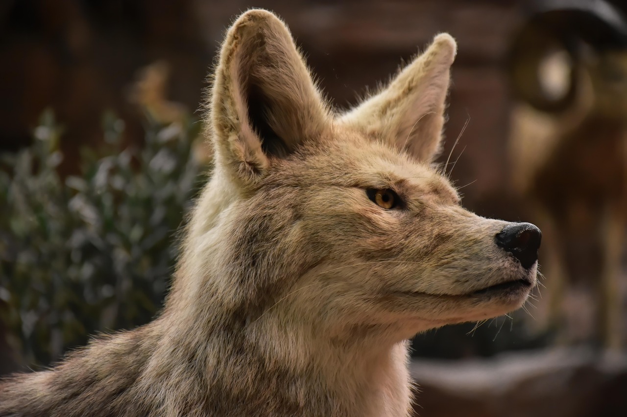10 Things Coyotes Do That Make Them America's Ultimate Survivors