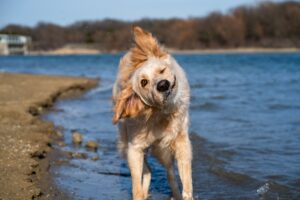 Dogs Who Shake Themselves Off When They Aren’t Wet May Be Releasing Tension After an Intense Moment
