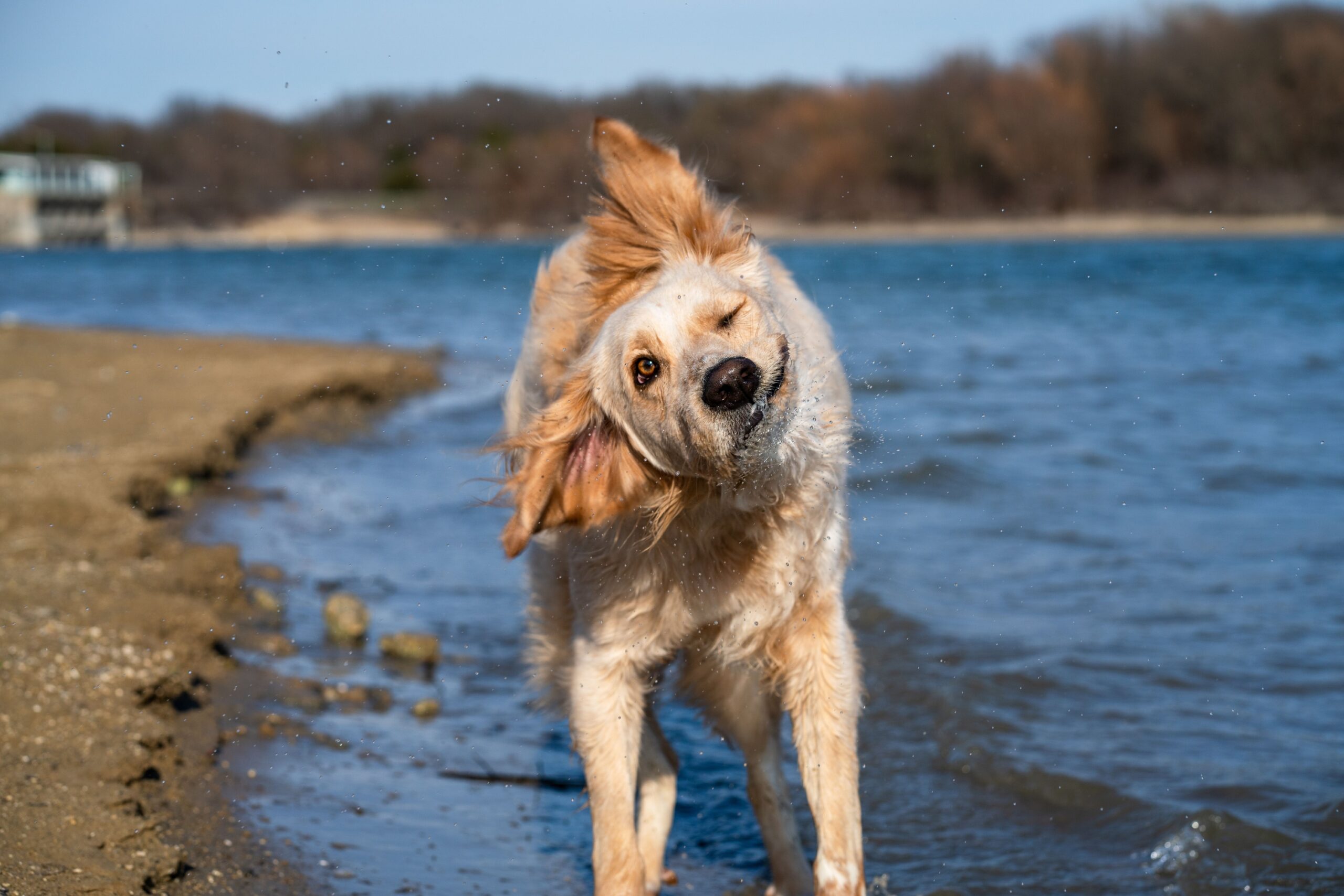 Dogs Who Shake Themselves Off When They Aren’t Wet May Be Releasing Tension After an Intense Moment
